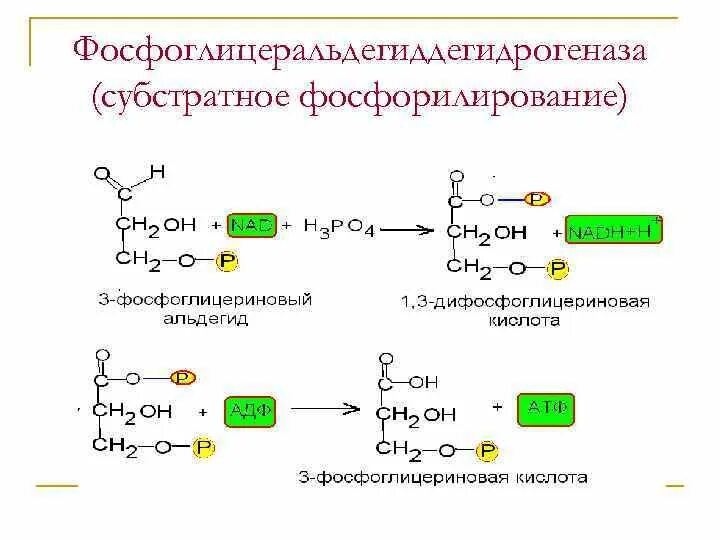 Субстратное атф. Реакции субстратного фосфорилирования характерны для:. Креатинфосфат реакция субстратного фосфорилирования. Реакция субстратного фосфорилирования в ЦТК. Механизм синтеза АТФ субстратное фосфорилирование.