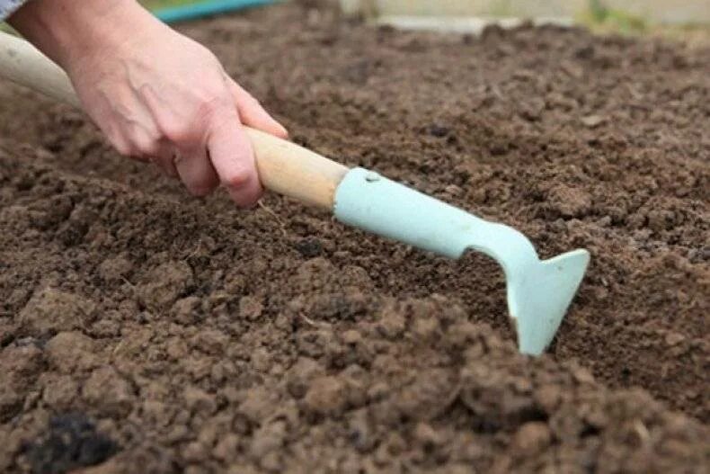 Какой должна быть почва для посадки. Посев семян в бороздки. Посадка семян в почву. Рыхление почвы. Подготовка почвы для клумбы.