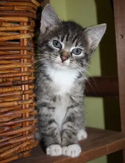 Кличка для полосатого котенка мальчика