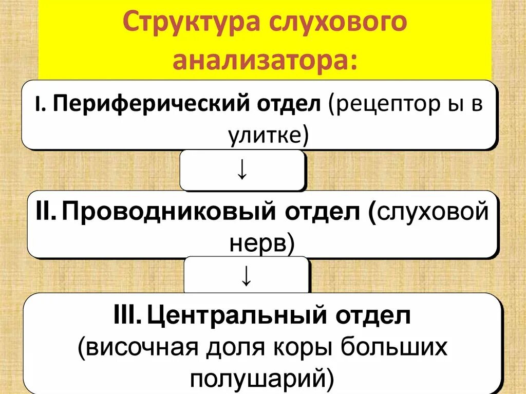 Проводниковый отдел анализатора состоит. Функции проводникового отдела слухового анализатора. Строение проводникового отдела слухового анализатора. Проводниковый путь слухового анализатора. Структура проводникового отдела слухового анализатора.