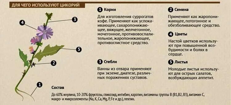 Цикорий можно ли пить при сахарном диабете. Полезные свойства цикория. Чем полезен цикорий свойства. Для чего полезен цикорий. Цикорий польза для организма.