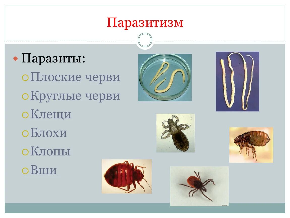 Организменная среда тест 5 класс. Организменная среда обитания паразиты. Паразиты примеры организмов. Животные паразиты примеры.