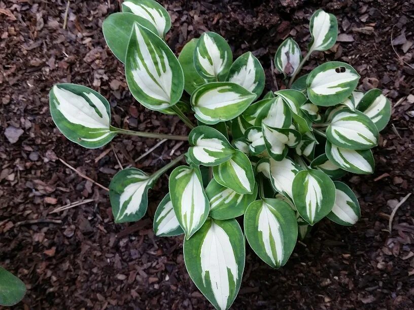 Империя хоста 2. Хоста призрачный дух. hosta ripple fever. хоста rippled honey (рипплд хани) м.