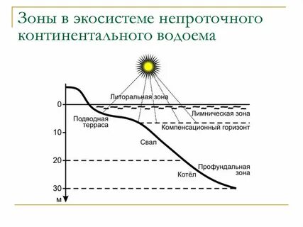 Зоны экосистемы