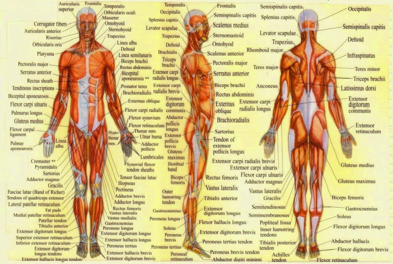 Описание мышц. Атлас анатомия человека мышечная система. Мышечная система человека атлас схема. Мышечная система человека схема для массажа. Мышцы человека схема анатомия.