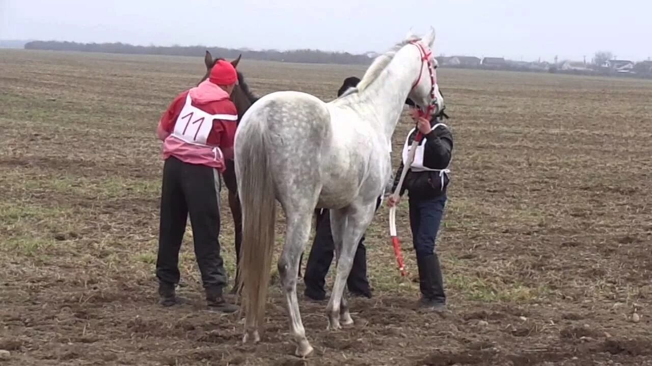 Погода новозаведенное ставропольский край георгиевский. Село Новозаведенное Георгиевский район Ставропольский. С.Новозаведенное Георгиевского района Ставропольского края. ООО Новозаведенское Георгиевский район Ставропольский край. Станица Александрийская Георгиевский район Ставропольский край.