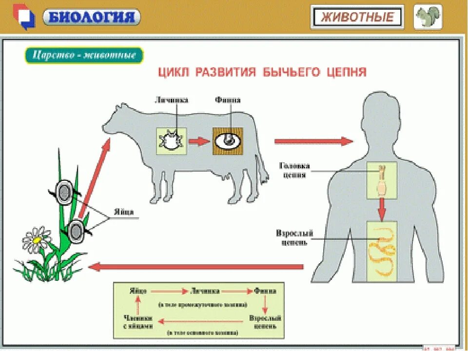 Стадии развития цепня. Цикл развития бычьего цепня схема. Цикл развития бычьего цепня. Жизненный цикл бычьего цепня. Схема развития бычьего цепня биология 7.