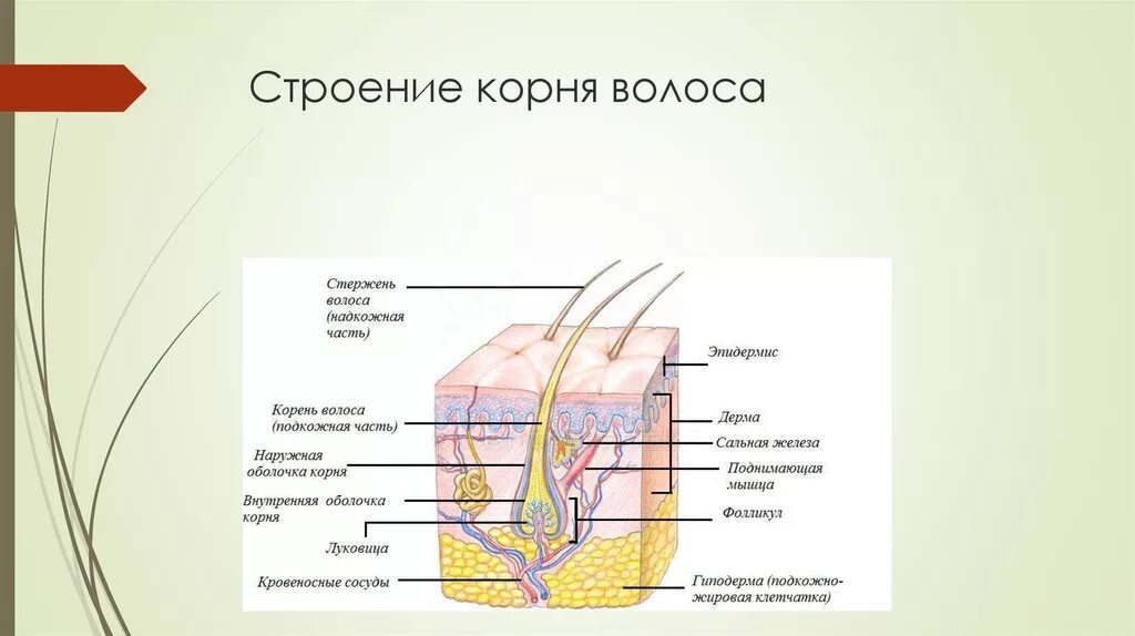 Строение волоса корень и стержень. Схема строения корня волоса. Строение стержня волоса рисунок. Строение стержня волоса и строение корня волоса.