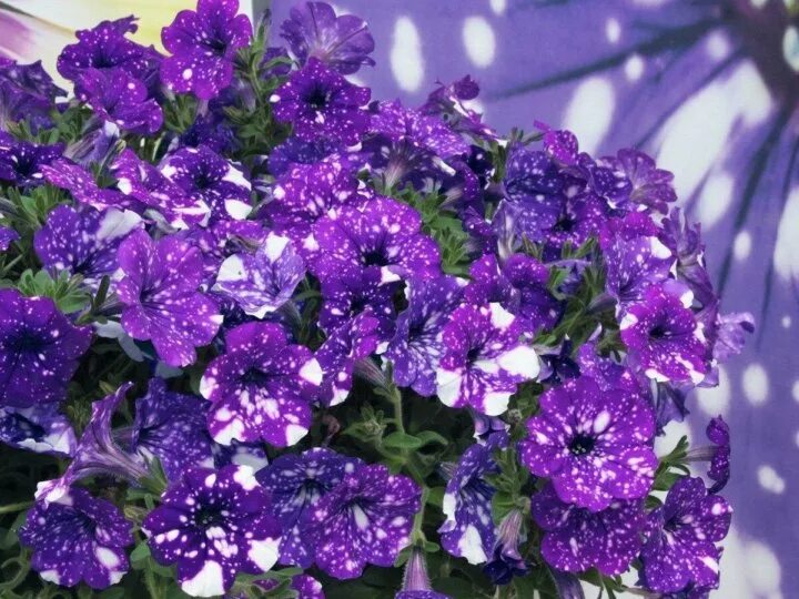 Небо петуния фото Петуния Звездное небо. Анютка Незабудка