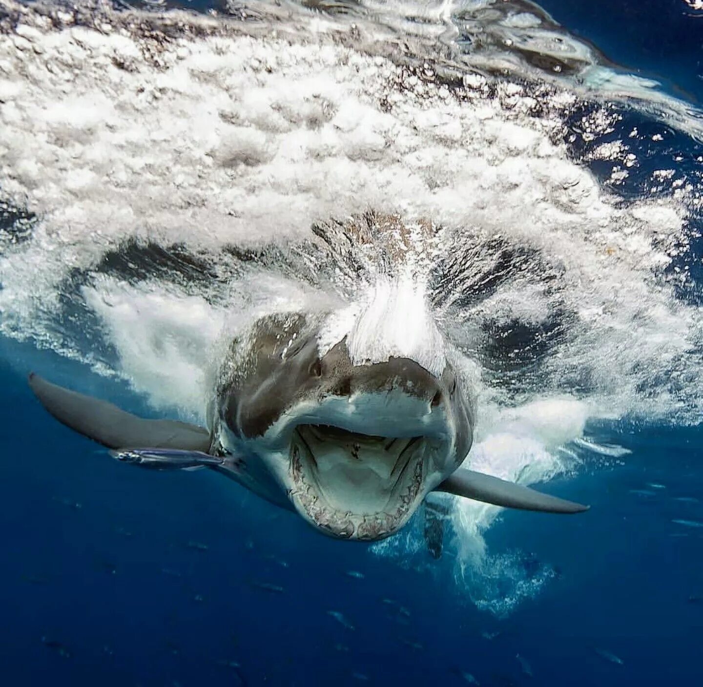 Ocean shark. Акула. Большая акула. Гигантская акула.