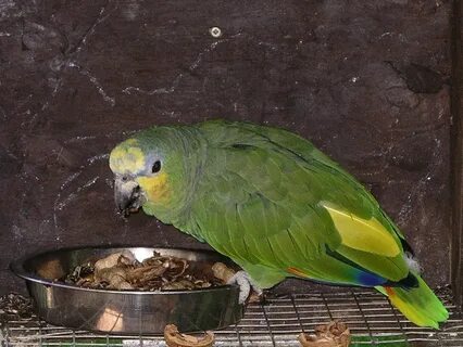 Попугай венесуэльский амазон