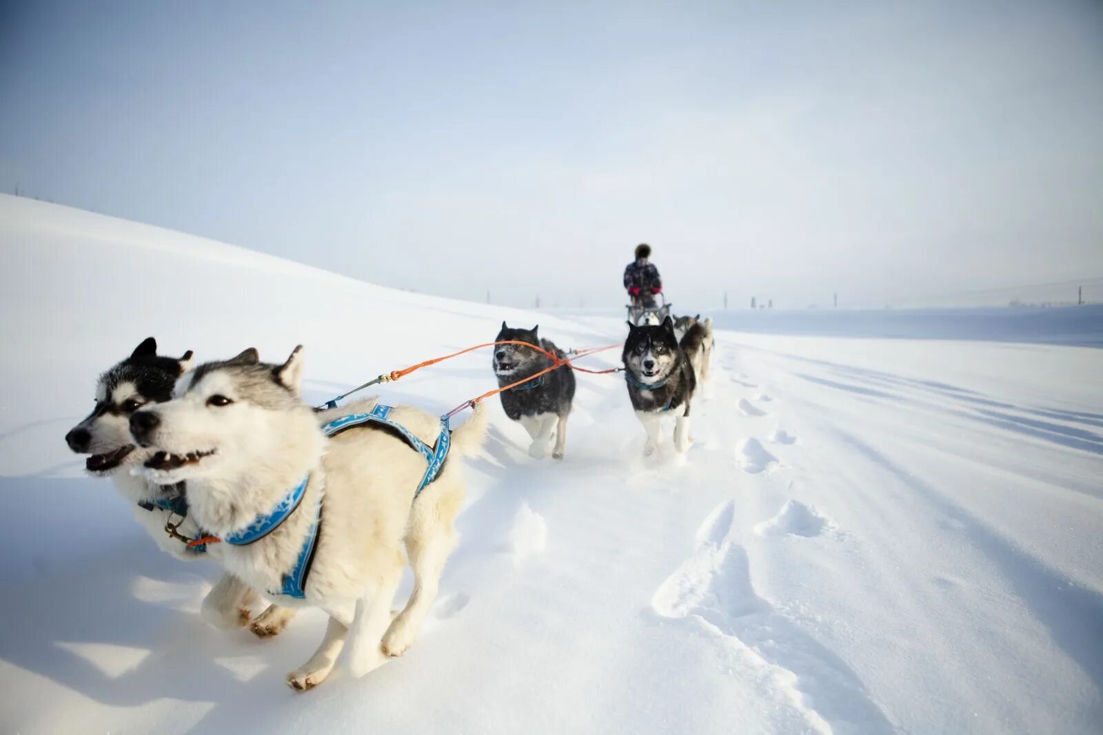 Западно-сибирская лайка белая. Аляскансканский маламут. Собака хмао. Ненцы ямал шаман. Собака ханты.