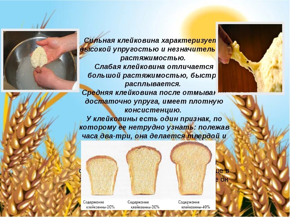 Какие классификации пшеницы вы знаете. Клейковина муки. Сильная клейковина. Клейковина зерна пшеницы. Клейковина пшеница мягкая.