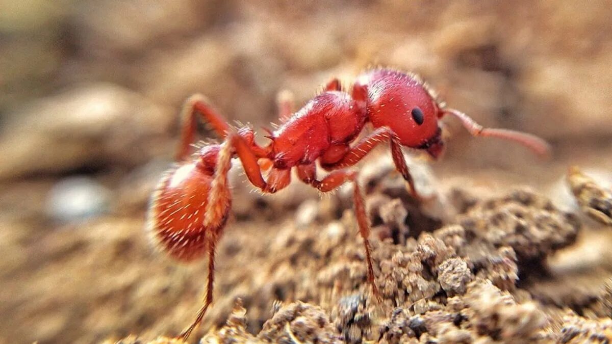 Красный Огненный муравей Муравейник. Муравей-Жнец Марикопа. Огненные муравьи (Solenopsis Invicta). Огненные муравьи в Австралии.