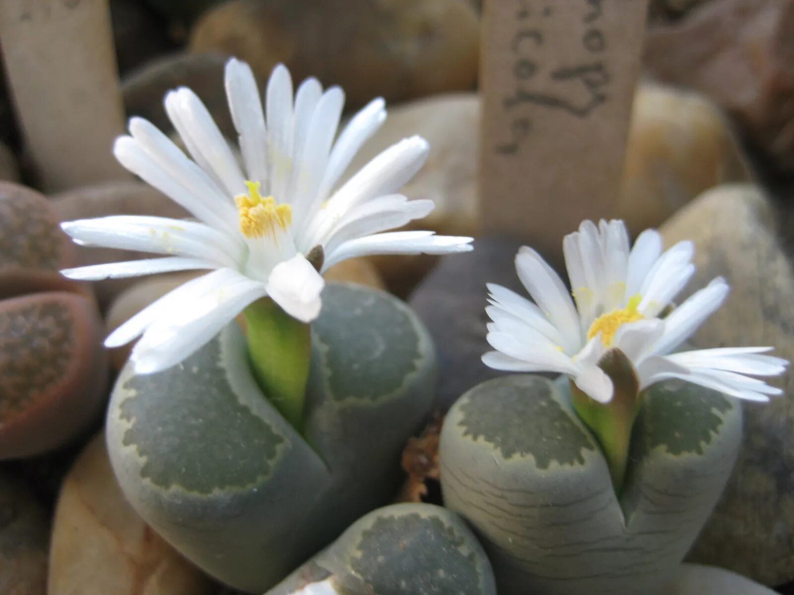Как поливать литопсы. Литопсы. Литопс солерос. Lithops salicola. Цветы камни литопсы.