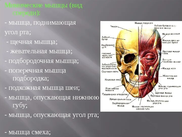 Поднимающая угол рта. Мышца, поднимающая угол рта m. levator Anguli Oris. Мышца, опускающая угол рта, m. Depressor Anguli Oris.. Мышцы поднимающая угол РТВ. Мышца подгимающая угол РТП.