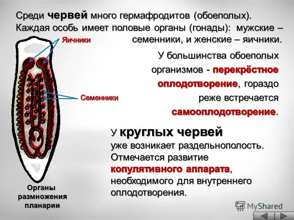 Много червей среди которых. Система органов размножения круглых червей. Система размножения плоских червей. Половая система органов плоских червей. Половая круглых червей.
