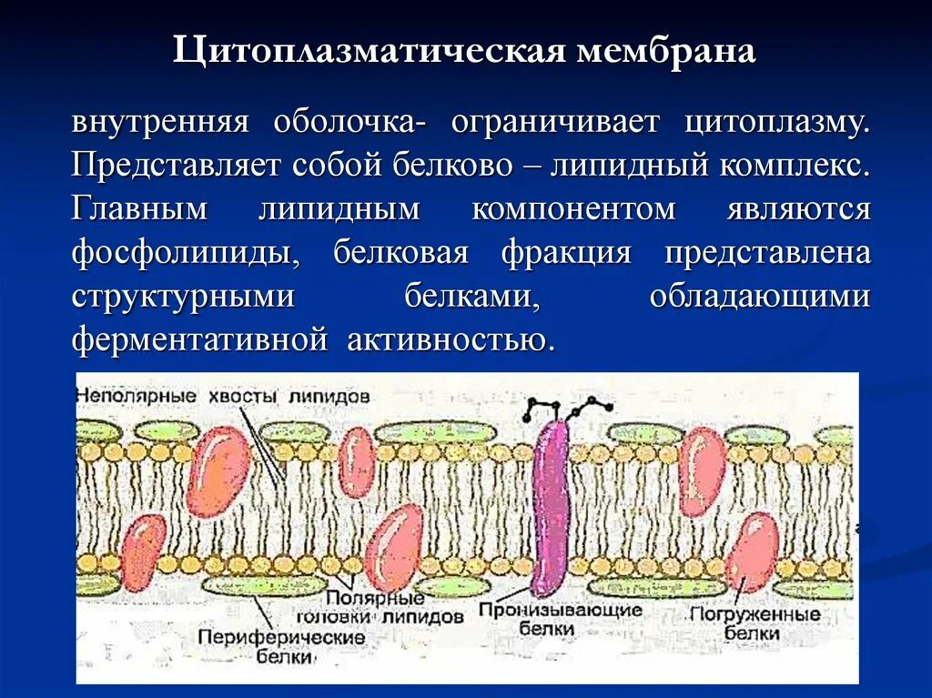 Цитоплазматическая мембрана плазмолемма. Цитоплазматическая мембрана 3х слойная. Структурный элемент цитоплазматической мембраны. Строение цитоплазматической мембраны.