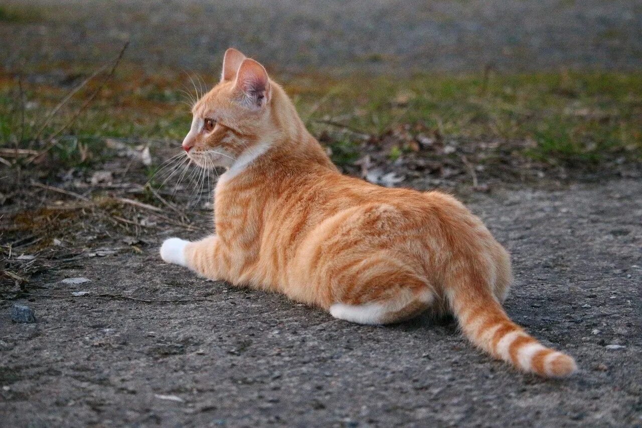 Рыжий табби окрас. Макрелевый табби рыжий. tabby cat рыжий. порода табби кот рыжий. красный табби макрель.