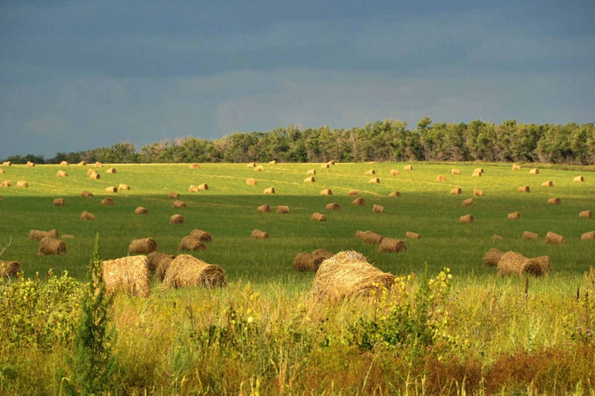 коровы на пастбище. оренбург сенокос. сенокосно пастбищный участок. суходольный сенокос. сенокосно пастбищный участок.