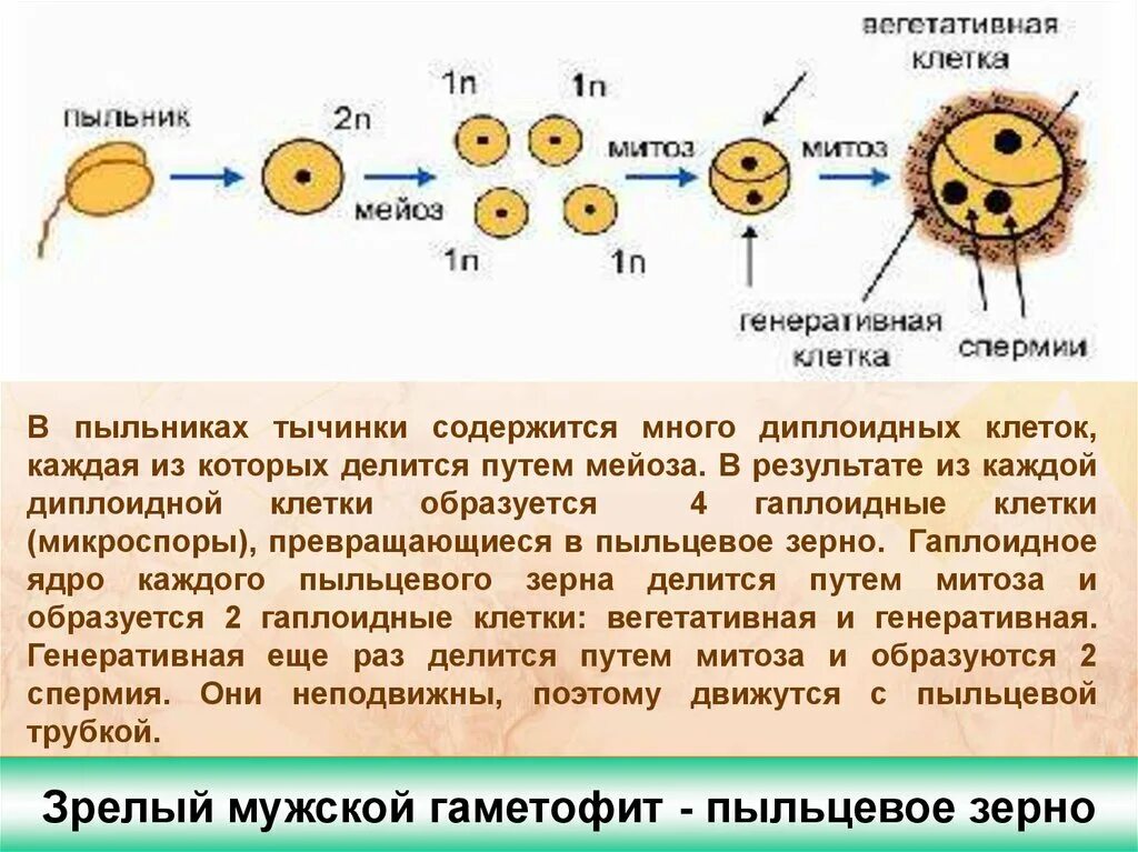 Вегетативная и генеративная клетка пыльцевого зерна. Двойное оплодотворение у цветковых растений пыльцевое зерно. Формирование яйцеклетки у покрытосеменных растений. Строение пыльцевого зерна покрытосеменных.