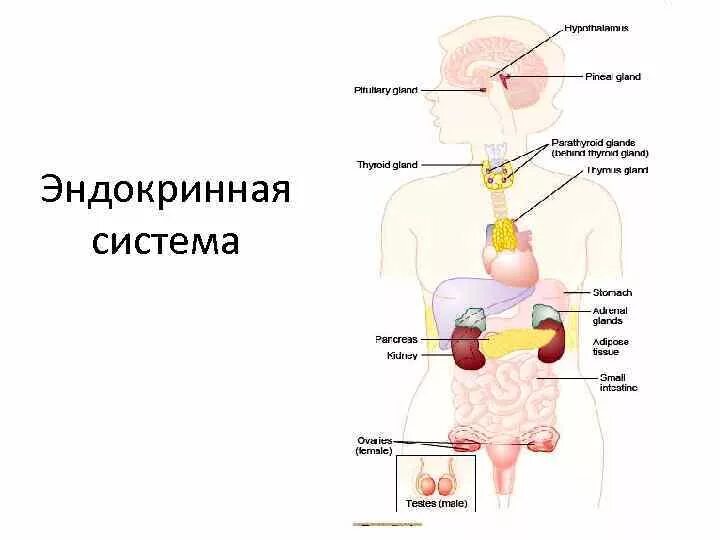 Эндокринная система строение. Эндокринная система система человека. Эндокринная система человека схема. Общее строение эндокринной системы. Схема строения эндокринной системы.