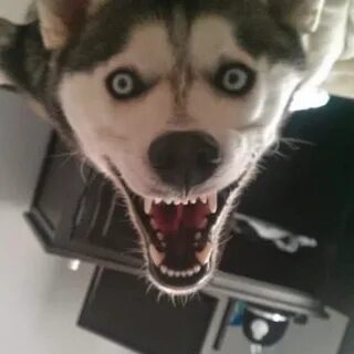 Собака ужас