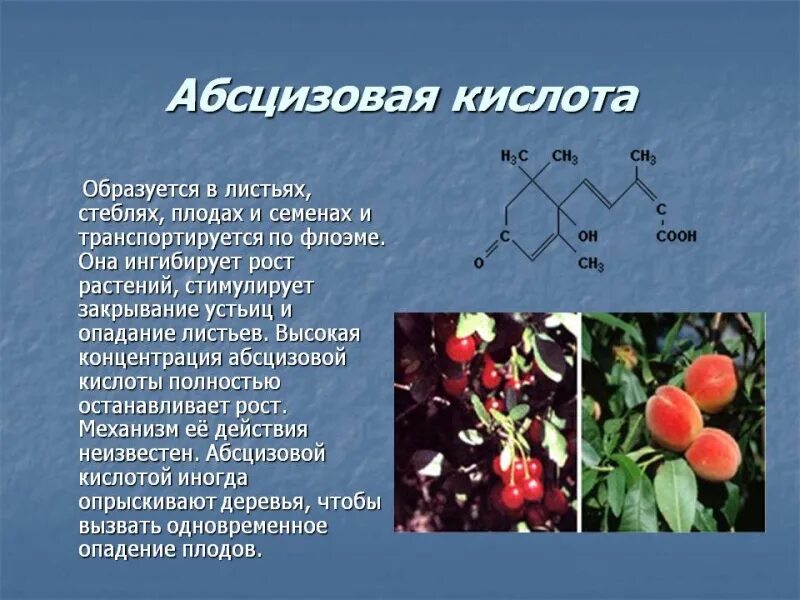 Из какого растения получают ингредиент филобиома актив. Абсцизовая кислота. Абсцизовая кислота для растений. Абсцизовая кислота фитогормон. Абсцизовая кислота влияние на растения.