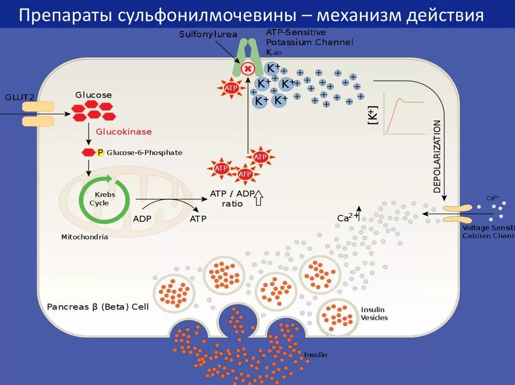 Инсулин фармакологическая группа препарата. Механизм сахароснижающего действия препаратов сульфонилмочевины. Механизм действия производных сульфонилмочевины. Механизм действия сульфомочевины. Основной механизм действия препаратов сульфонилмочевины.