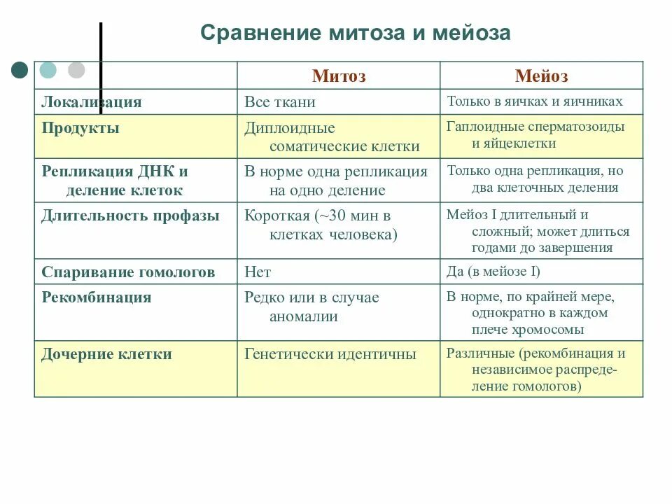 Сравнение мейоза и митоза сходства различия. Характеристика митоза и мейоза. Сравнительная таблица митоза и мейоза 10 класс. Митоз и мейоз таблица по фазам. Мейоз и митоз сравнительная таблица.