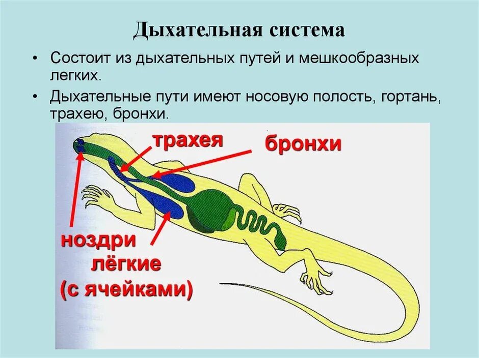 Пищ система ящерицы. Дыхательная система пресмыкающихся. Класс пресмыкающиеся рептилии дыхательная система. Дыхат система пресмыкающихся. Пресмыкающиеся системы органов дыхания.