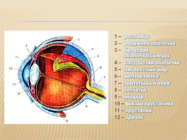 Какой частью оболочки глазного яблока является радужка. Рецепторы глазного яблока. строение глаза рецепторы. желтое пятно роговица радужка склера колбочки палочки. назовите светочувствительные рецепторы глаза.