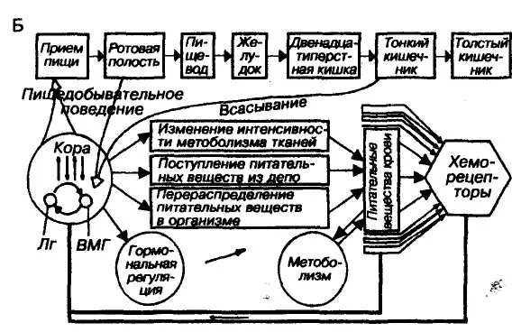 Функциональная система голода. Схема функциональной системы голода и насыщения. Голод и насыщение физиология. Механизм голода и насыщения физиология. Регуляция голода и насыщения отдел мозга