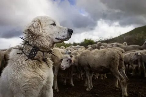 Wolf against