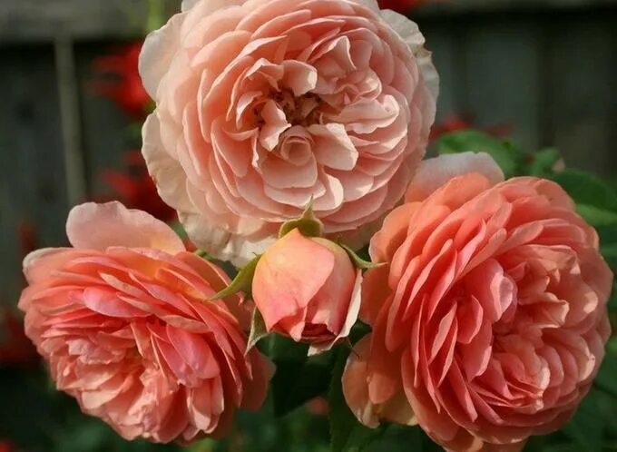 Роза парковая Уильям Морис: купить в Москве саженцы Rosa William Morris в питомн