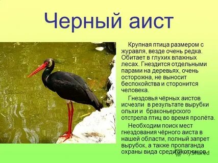 Черный занесен в красную книгу