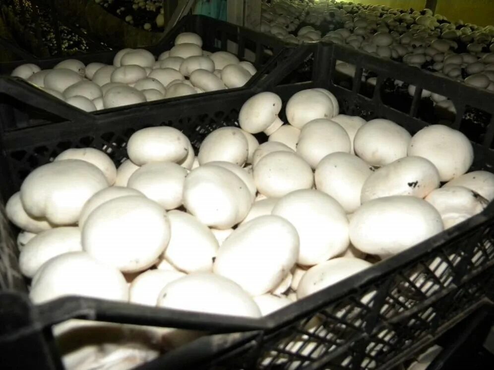 Шампиньоны опт. Грибы шампиньоны в ящиках. Шампиньоны оптом оптом ст. Шампиньоны оптом. Россия.