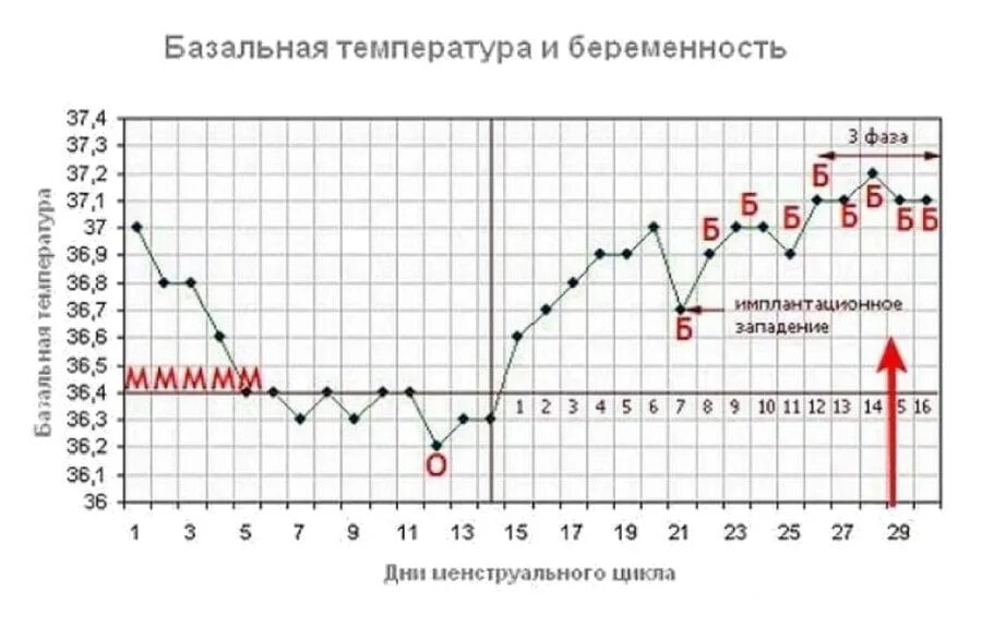 График базальной при беременности до задержки. Температурный график базальной температуры. График БТ В беременный цикл. График базальной температуры после овуляции. Ректальная температура тела