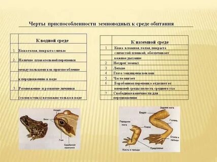 Особенности строения наземные