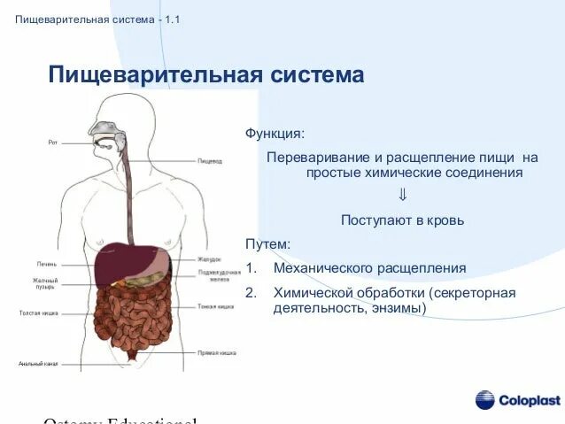 Переваривание пищи у пауков осуществляется. Переваривание пищи у пауков осуществляется
