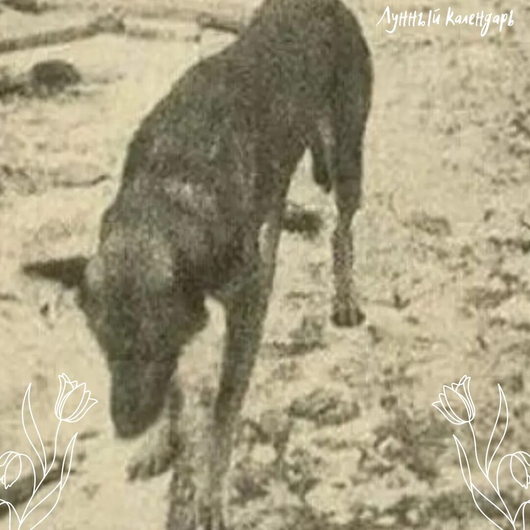 Трезор собака. Пес трезор в блокадном ленинграде. Трезор собака. Трезор собака. Памятник псу трезору парголово.