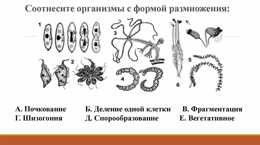 Формы бесполого размножения фрагментация. Формы размножения организмов бесполое почкование. Формы бесполого размножения спорообразование. Шизогония это бесполое размножение.