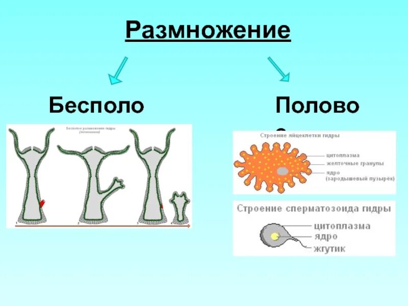 В размножении клетки принимает участие. Половое размножение гидры рисунок. Бесполое размножение гидры. Размножение гидры пресноводной. Размножение кишечнополостных схема.