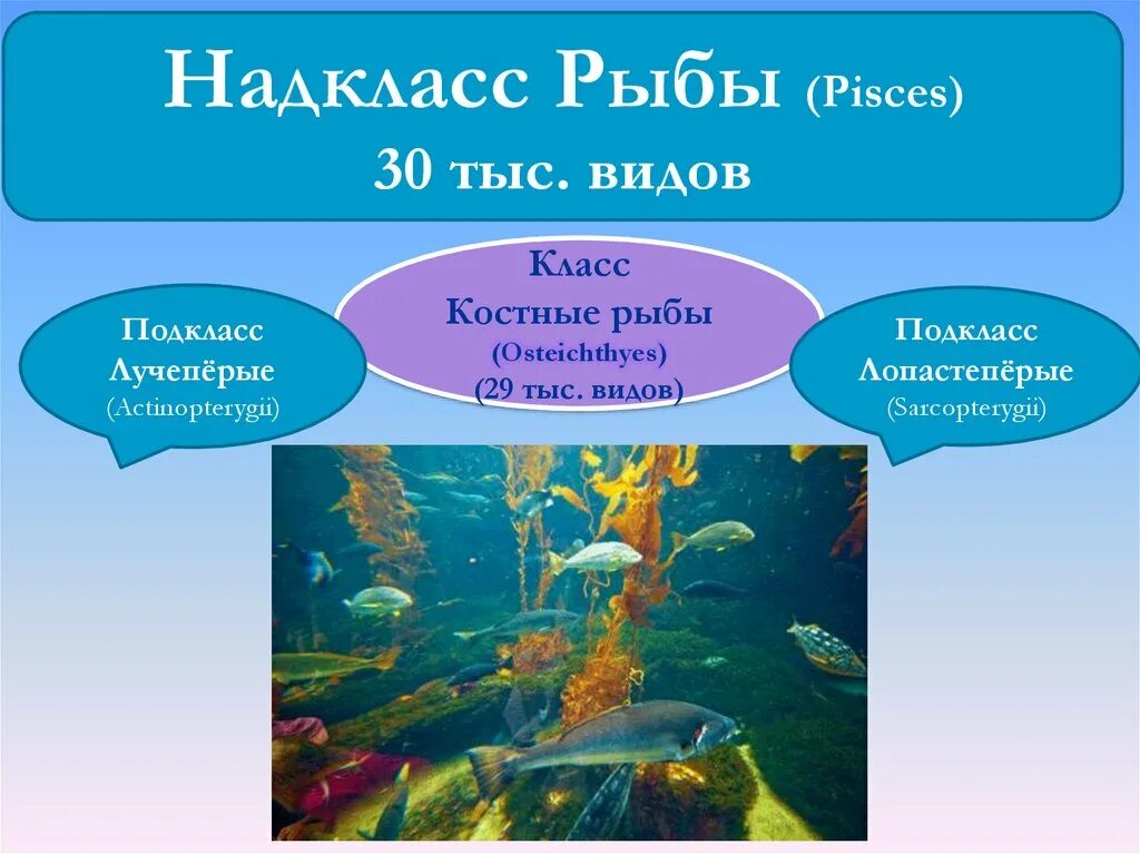 Многообразие рыб 7 класс. Надкласс рыбы. Надкласс рыбы класс. Общая характеристика рыб. Класс рыбы общая характеристика.