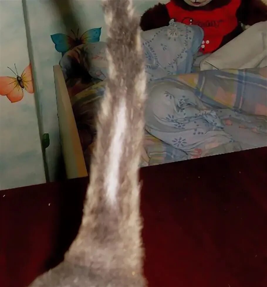 У кошки выпадает шерсть у хвоста. Облысение алопеция у кошек. Очаговые облысения у кошки. У кошки проплешины шерсти. Лисины у кота на хвосте.