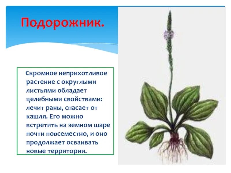 Тип питания подорожника большого. Подорожник растение. Трава травянистые растения подорожник. Лечебное растение подорожник. Подорожник большой сообщение.