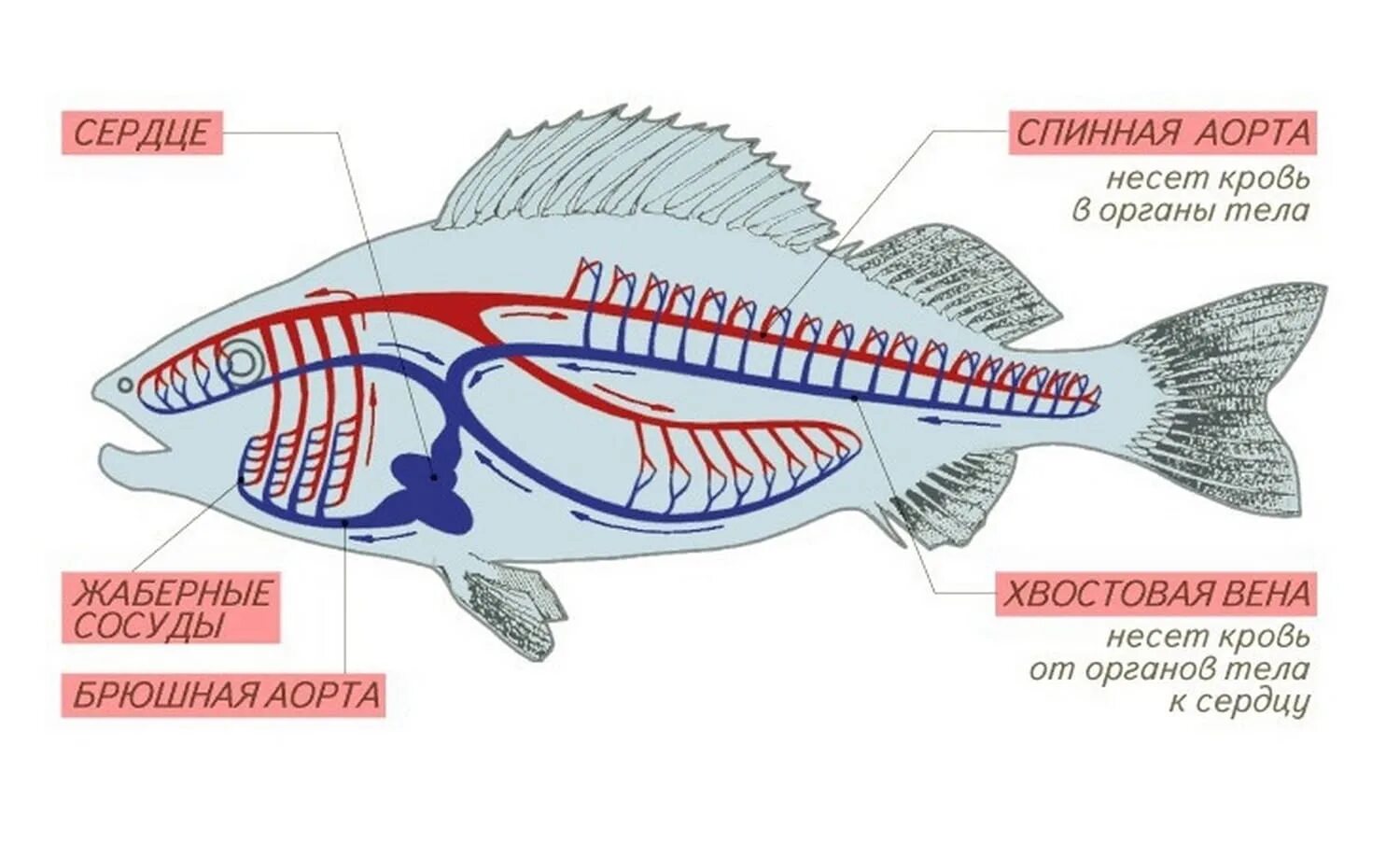 Строение кровеносной системы костистой рыбы. Схема строения кровеносной системы костной рыбы. Класс костные рыбы кровеносная система. Кровеносная система рыб 7 класс биология. Особенности кровообращения рыб