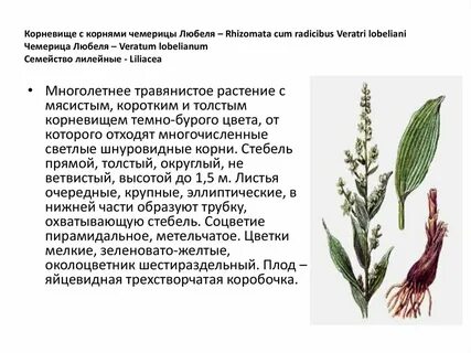 Многолетнее корневище