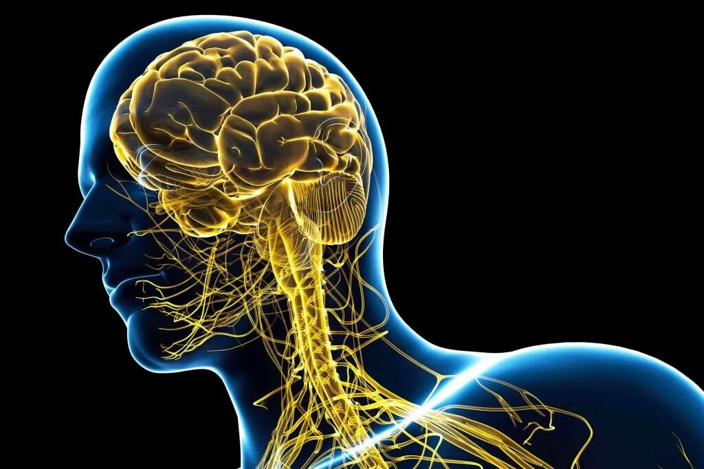 Мозг человека состоит из нейронов. Нервная система. Нервная система человека. ЦНС человека. Центральная нервная система.