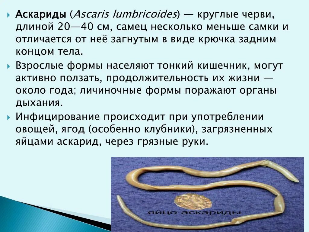 Круглые черви 3 типа. Тип круглые черви аскарида человеческая. Черви человеческая аскарида. Круглый червь человеческая аскарида. Аскарида человеческая Тип питания.